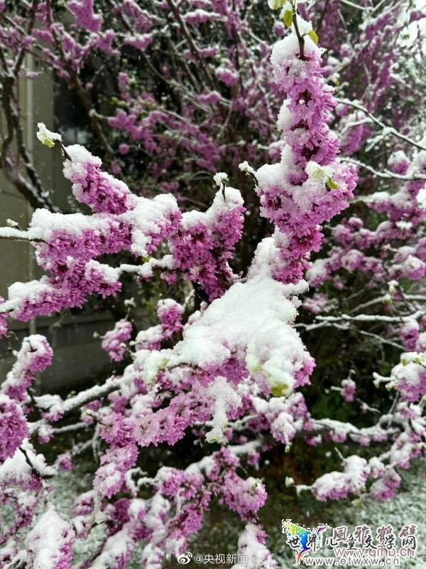 河南多地迎来“三月桃花雪” 专家：四月也下过雪